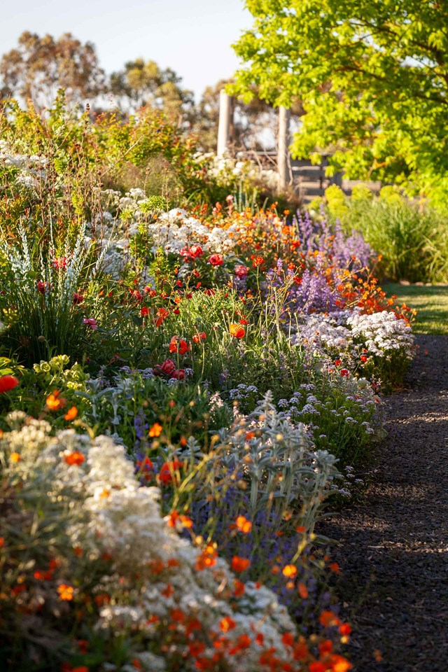 Lush, Vibrant Beauty: The Charm of Cottage Gardens