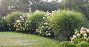 landscaping with ornamental grasses