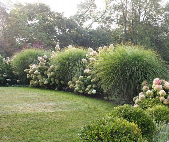 Lush and Colorful Ornamental Grasses for Stunning Landscapes