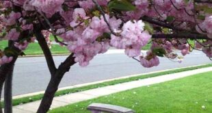 flowers around tree front yards