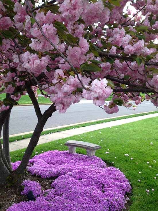 Lush blooming flora adorning tree-lined front yards