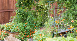 raised bed garden