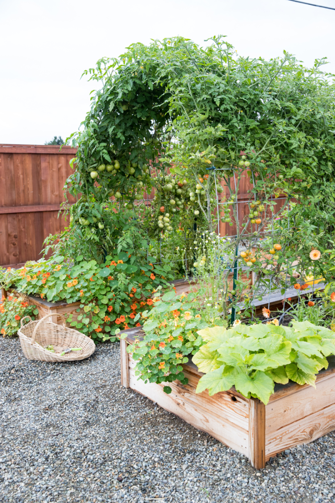 raised bed garden