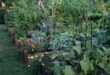 backyard vegetable garden ideas