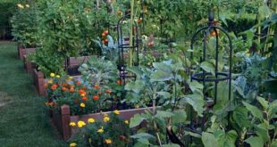 backyard vegetable garden ideas