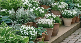 garden containers