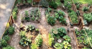 vegetable garden design layout