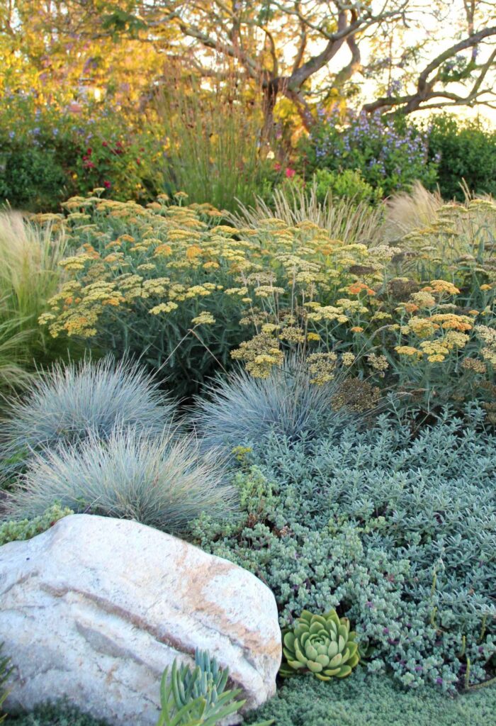 landscaping xeriscape