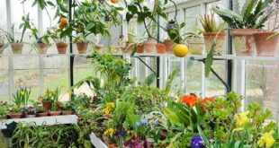 garden greenhouse