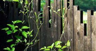 garden fence