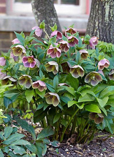 landscaping plants