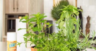 kitchen herb garden planter