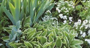 flower bed ideas