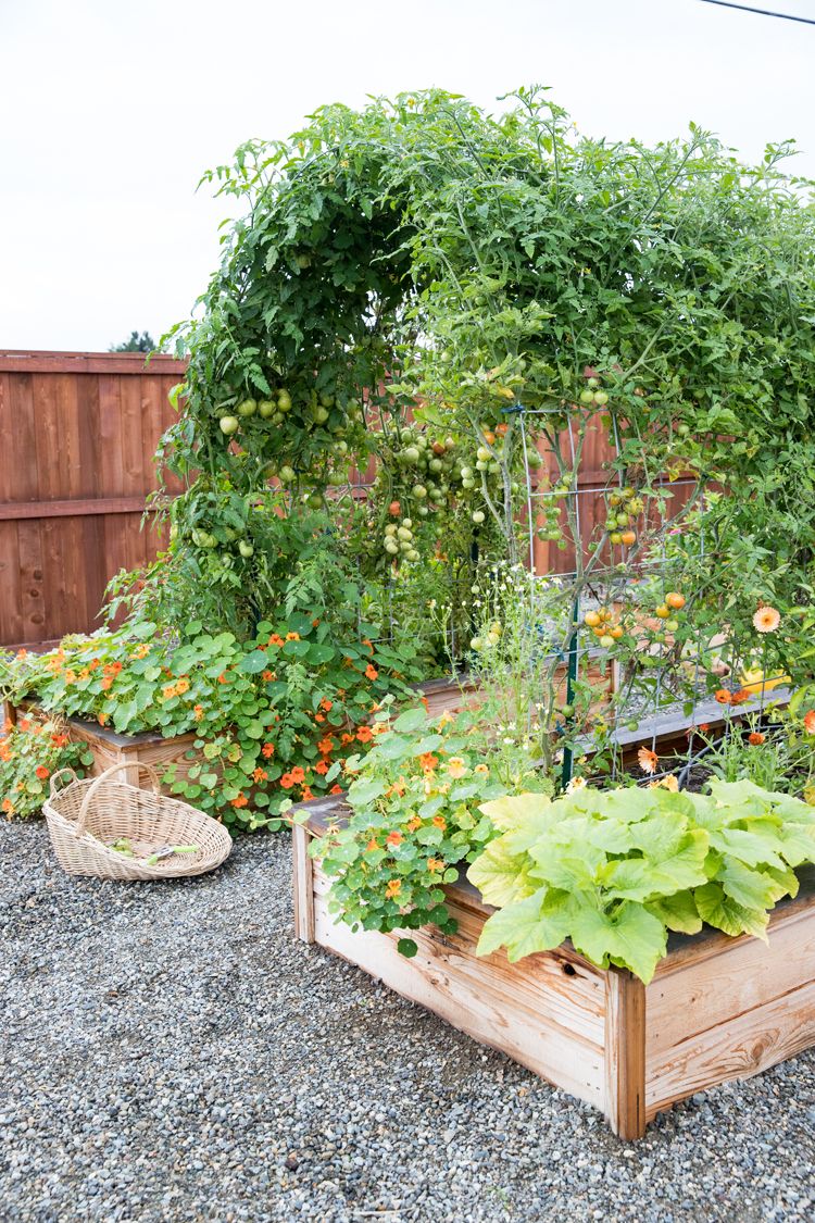 The Art of Creating a Beautiful Vegetable Garden