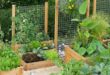 vegetable garden design layout