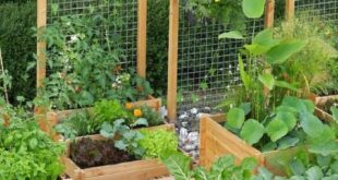 vegetable garden design layout