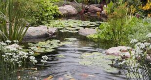 garden pond