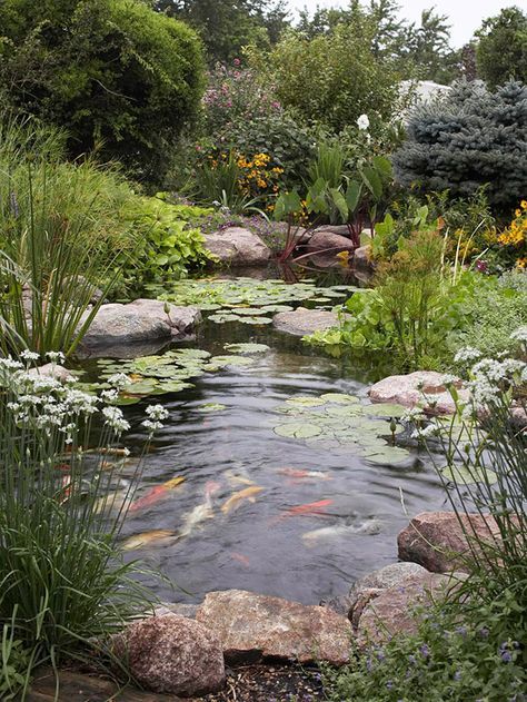 The Beauty and Serenity of a Garden Pond