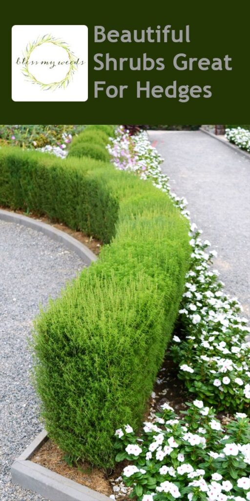 shrubs for landscaping