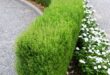 shrubs for landscaping