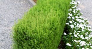 shrubs for landscaping