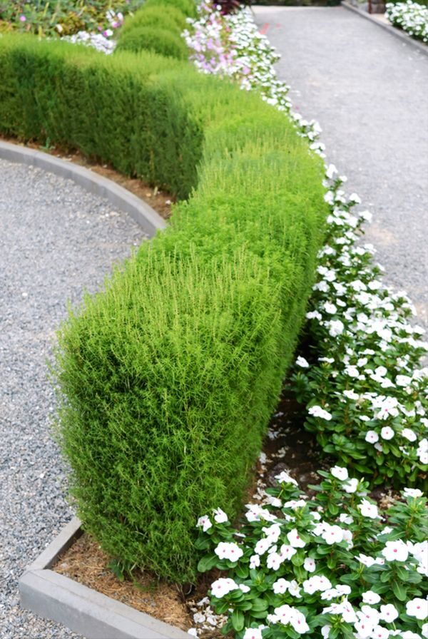 The Beauty and Versatility of Shrubs in Landscape Design