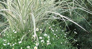 garden containers