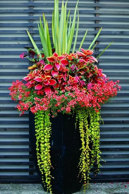 The Beauty of Container Gardening