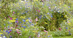 landscaping plants