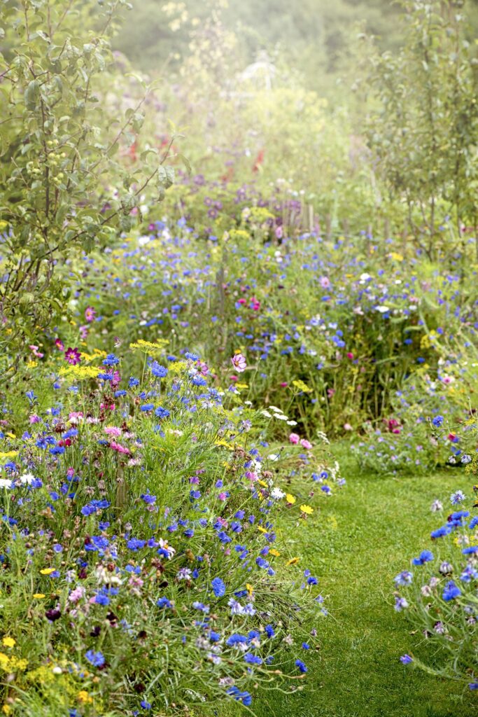 landscaping plants