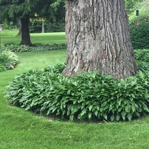 The Beauty of Flowers in Front Yards Around Trees