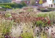 garden landscape