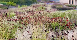 garden landscape