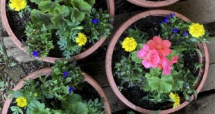 garden containers