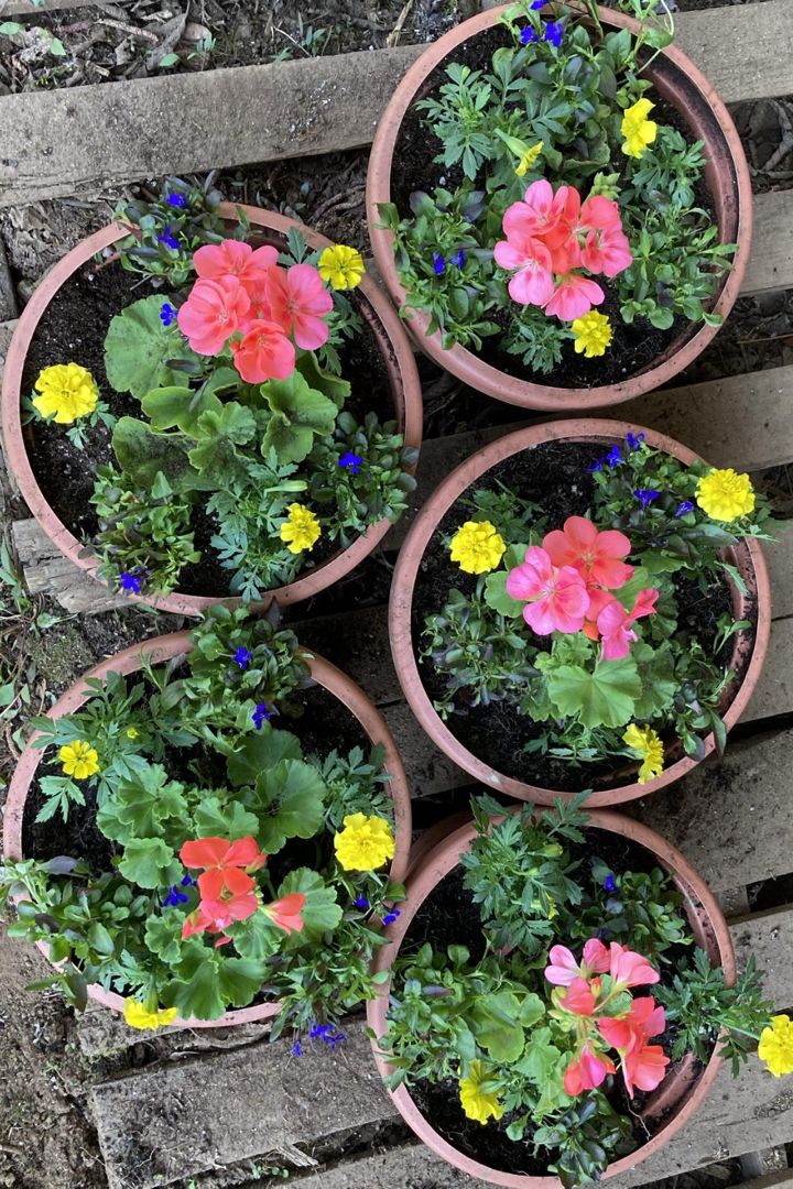 The Beauty of Gardens: Exploring Different Types of Containers