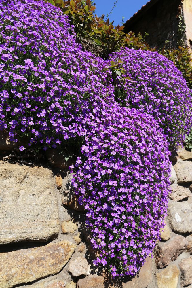 The Beauty of Landscaping Rocks: Enhancing Your Outdoor Space