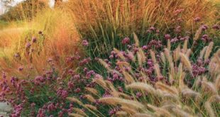 landscaping with ornamental grasses