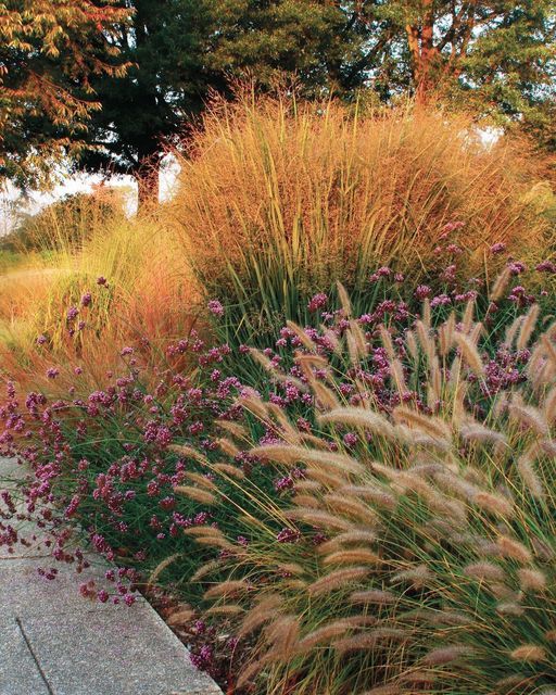 The Beauty of Landscaping with Ornamental Grasses