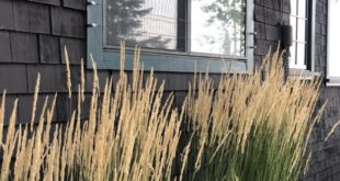 landscaping with ornamental grasses