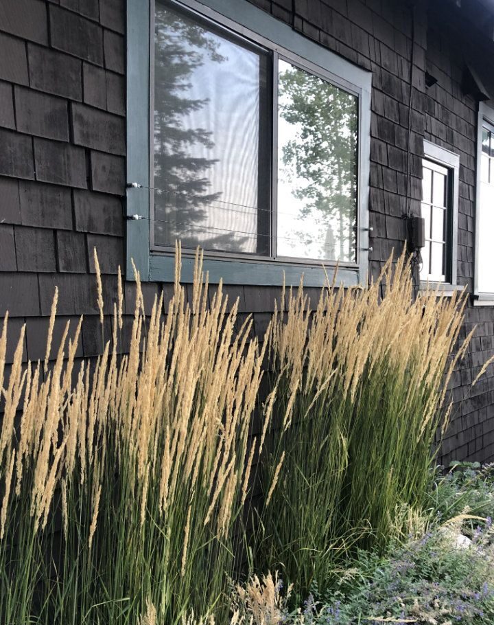 The Beauty of Ornamental Grasses in Landscaping