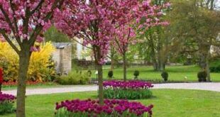 flowers around tree front yards