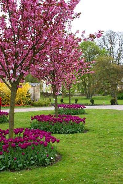 The Beauty of Tree Front Yards Adorned with Flowers