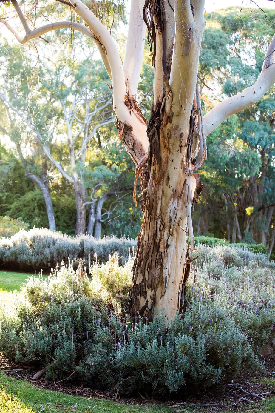 The Beauty of Trees in Garden Design: A Natural Touch to Outdoor Spaces