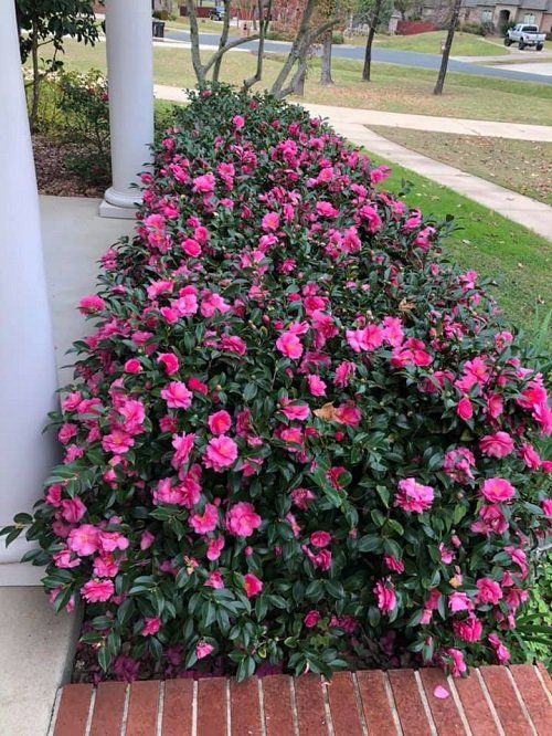 The Beauty of Varied Landscaping Plants