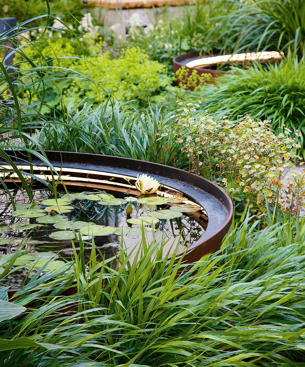 The Beauty of Water Gardens: A Tranquil Oasis for Your Outdoor Space