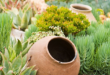 landscaping xeriscape