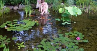 garden pond