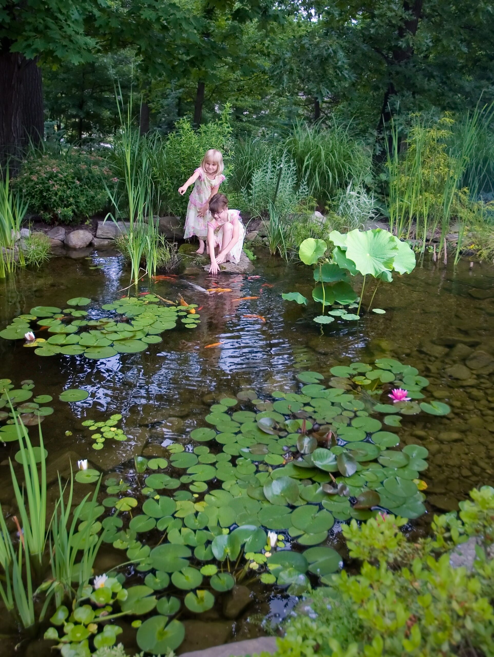 The Beauty of a Garden Pond: A Tranquil Oasis in Your Backyard