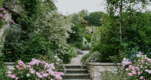 garden landscape