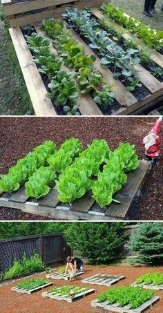 The Benefits of Pallet Raised Garden Beds